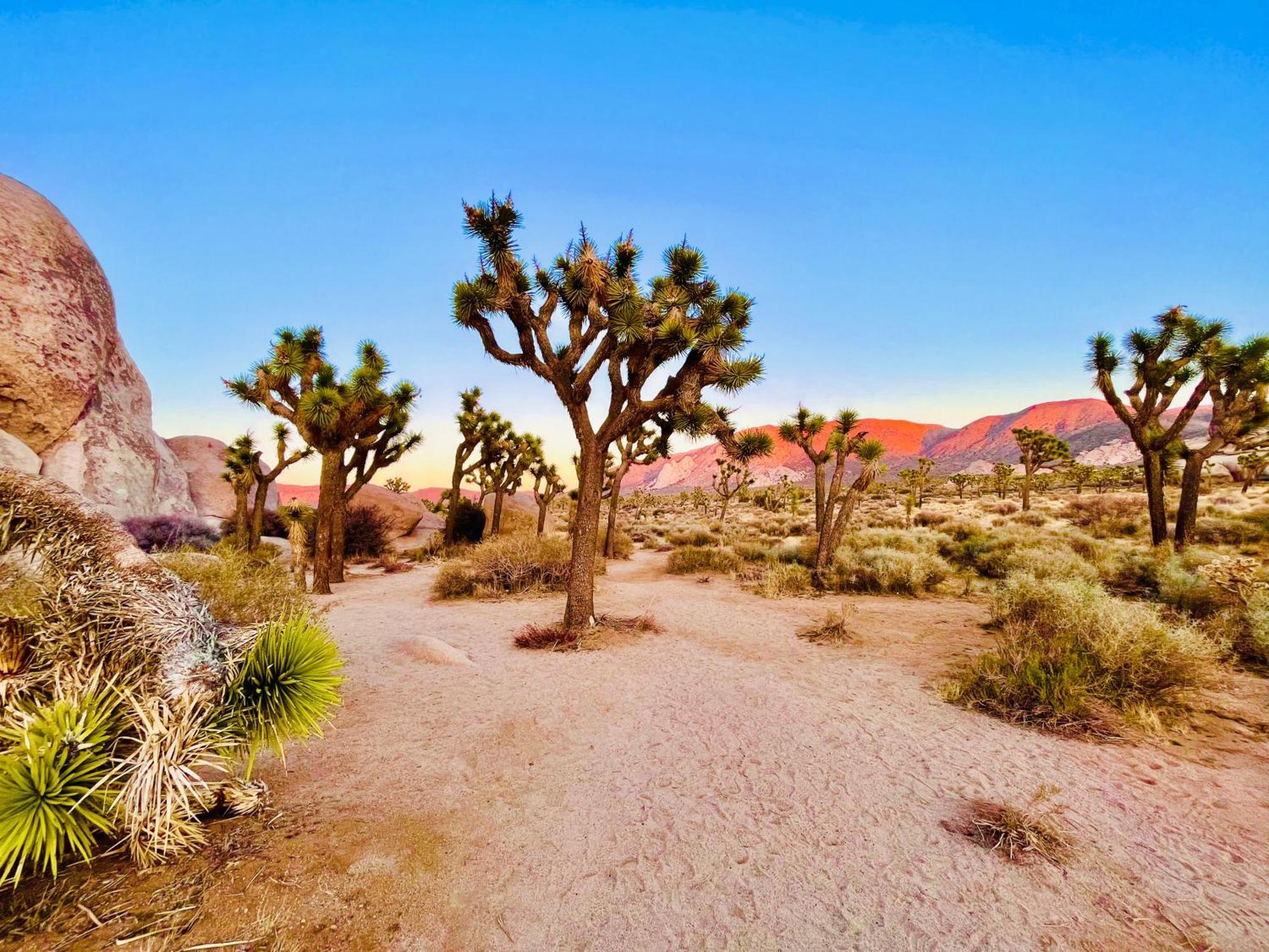 The Joshua Tree House Exterior foto