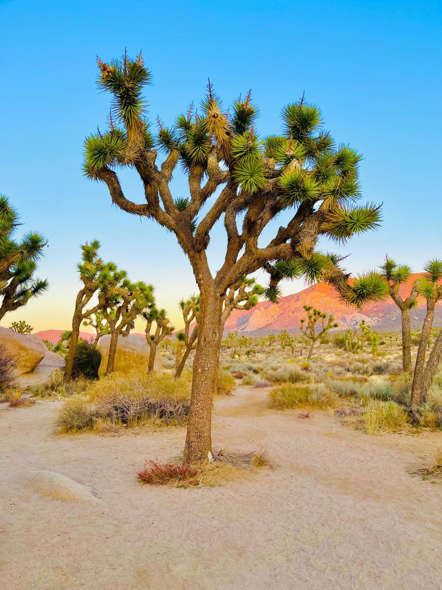 The Joshua Tree House Exterior foto